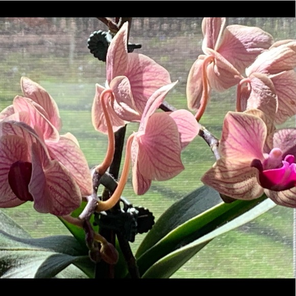 pinkorchid1304